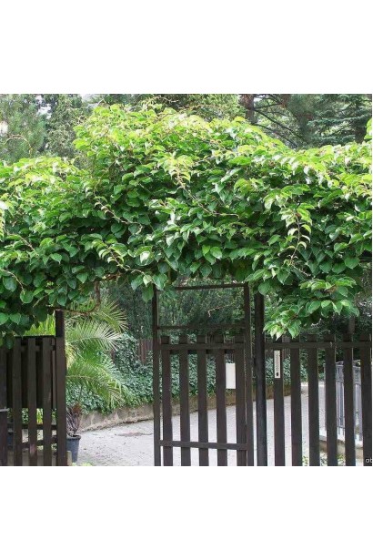 Чан Бай Гіант- міні-ківі що плететься